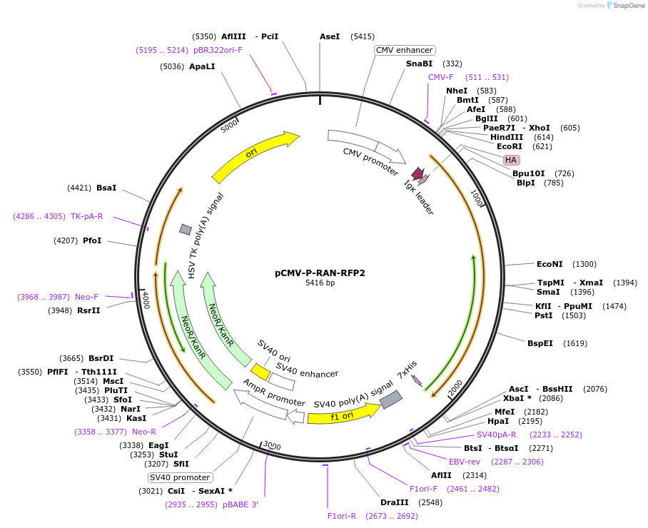 106409-plasmid-map-sequence-id-203759