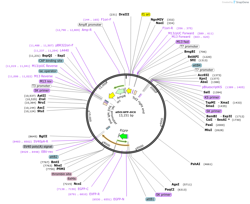 105959-plasmid-map-sequence-id-203760