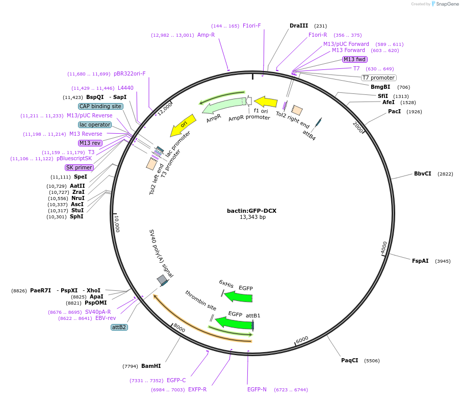 105961-plasmid-map-sequence-id-203764