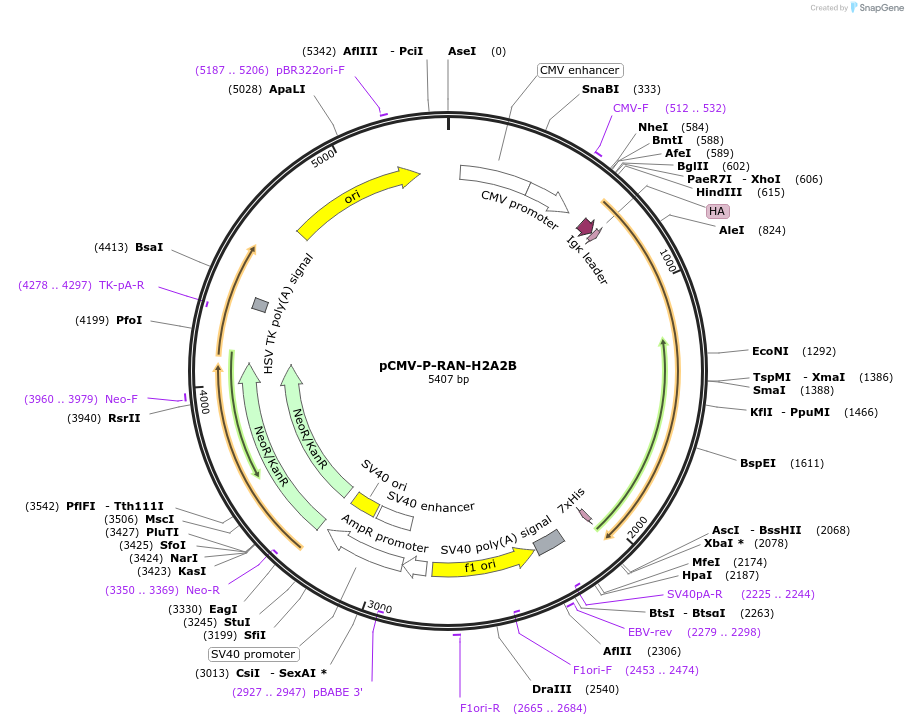 106412-plasmid-map-sequence-id-203767