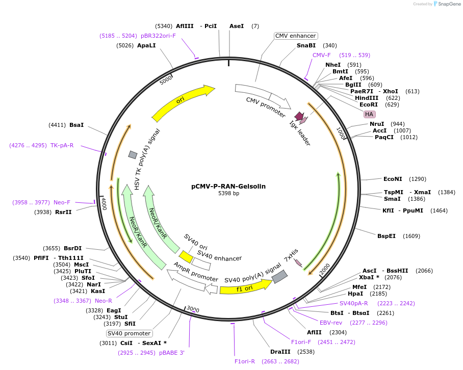 106413-plasmid-map-sequence-id-203772