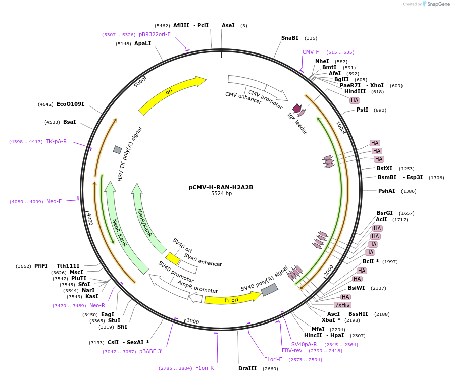 106419-plasmid-map-sequence-id-203774