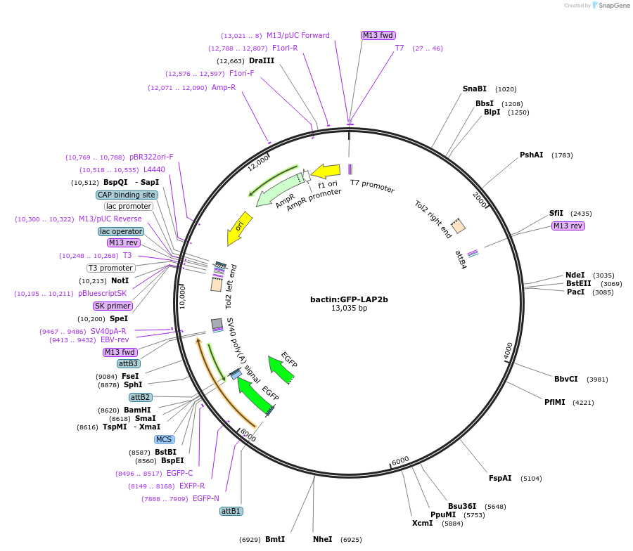 105980-plasmid-map-sequence-id-203775