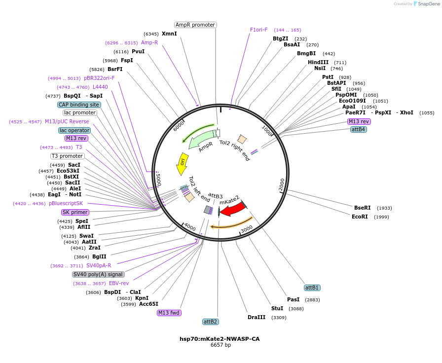 105967-plasmid-map-sequence-id-203779