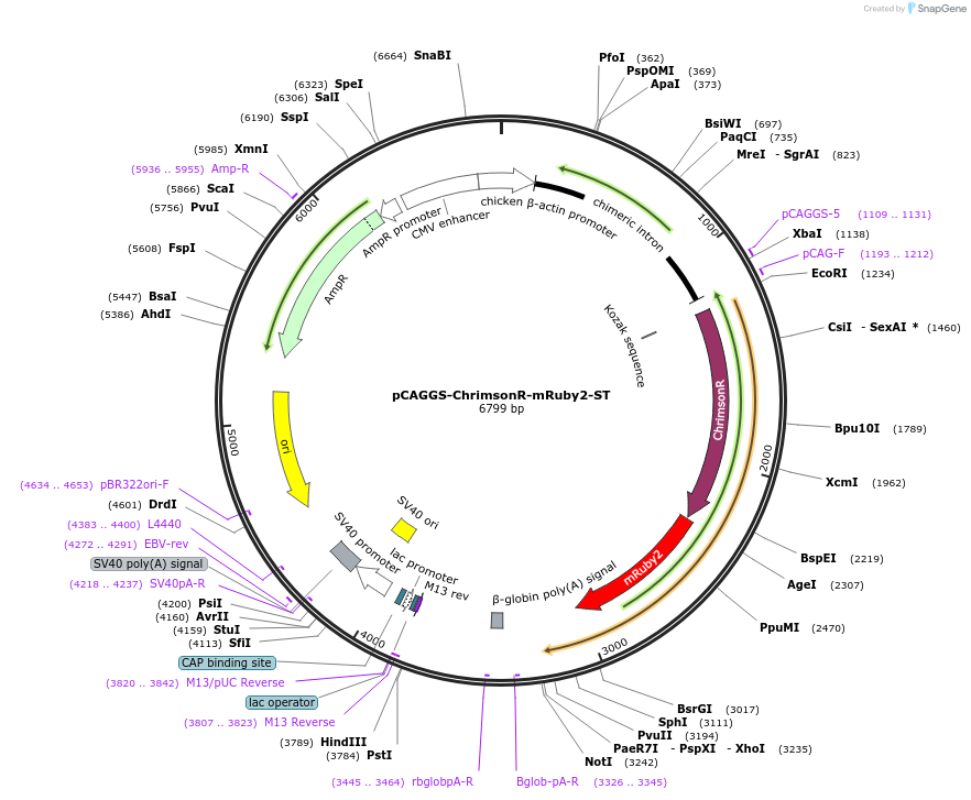 105447-plasmid-map-sequence-id-203780