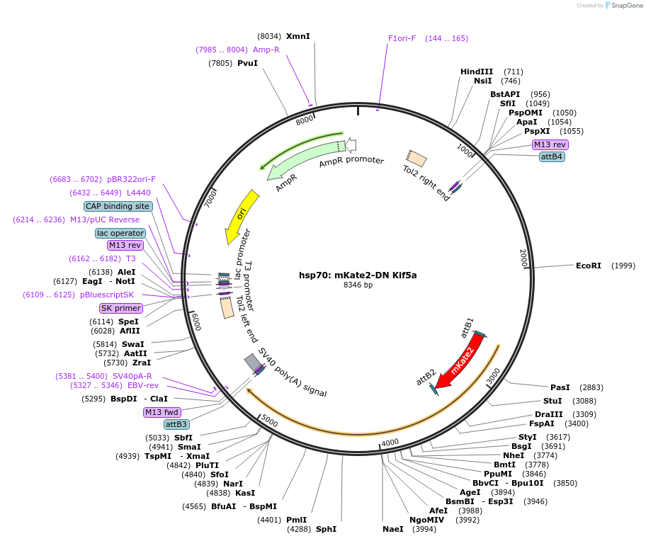 105972-plasmid-map-sequence-id-203783