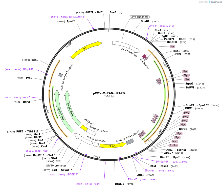 106420-plasmid-map-sequence-id-203791