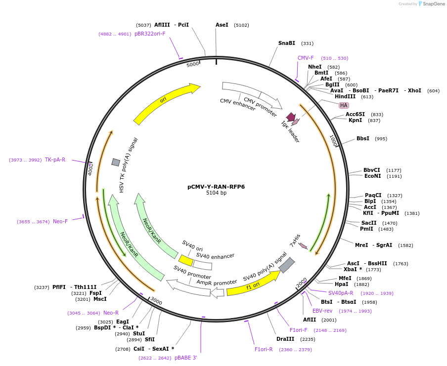 106424-plasmid-map-sequence-id-203800
