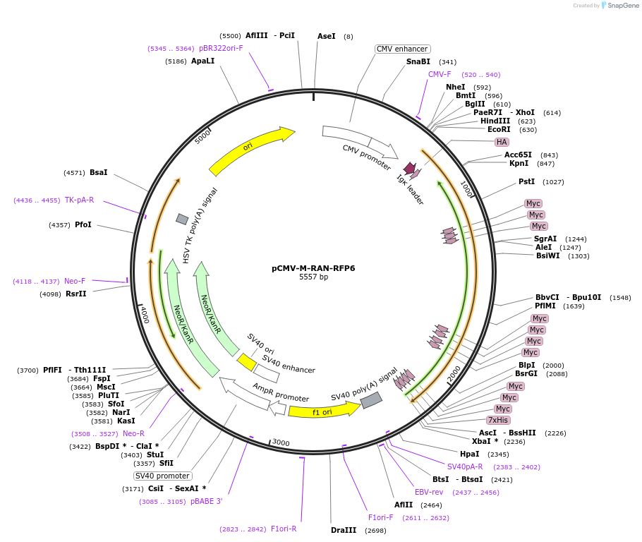 106428-plasmid-map-sequence-id-203804