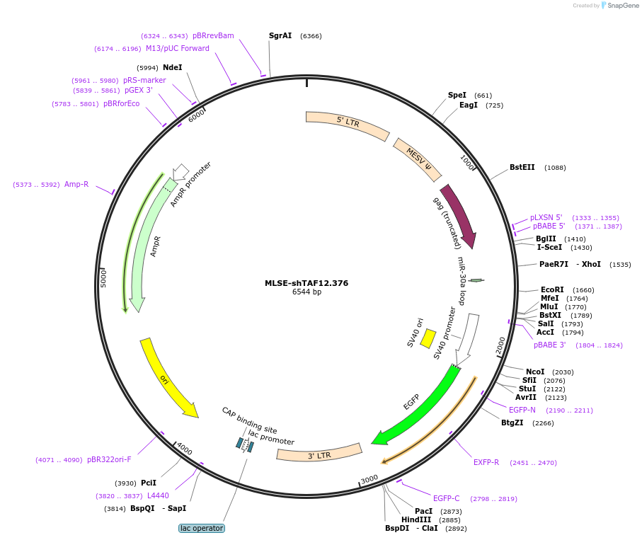 203807_map