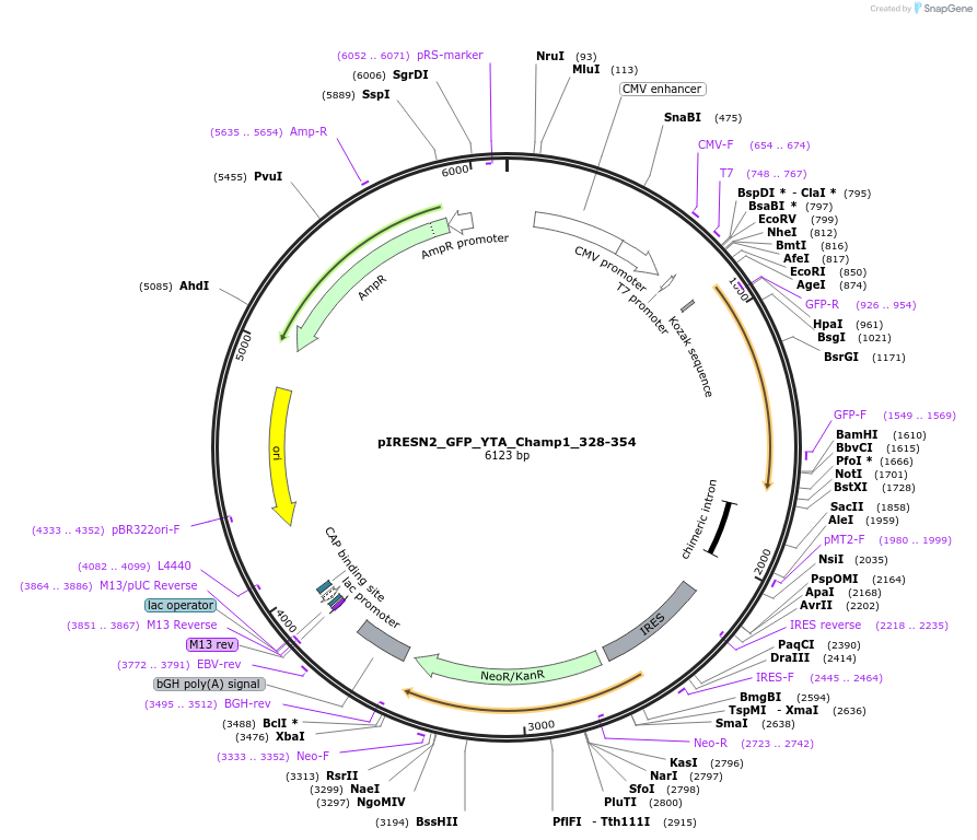105639-plasmid-map-sequence-id-203817