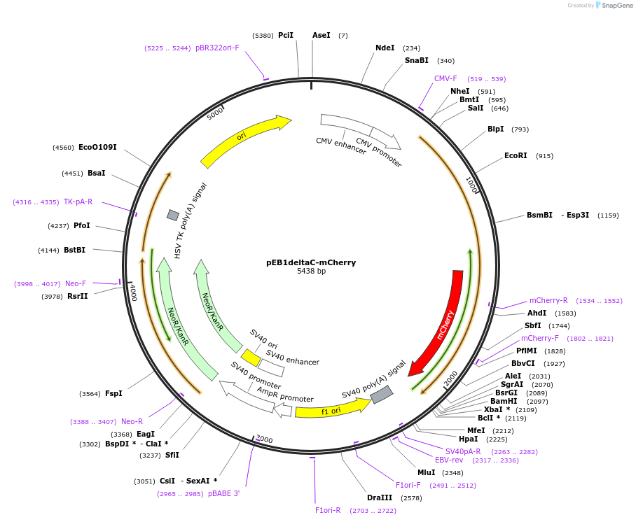 80603-plasmid-map-sequence-id-203900