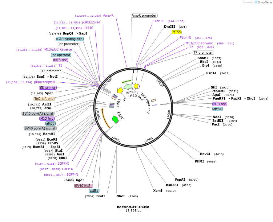 105979-plasmid-map-sequence-id-203911