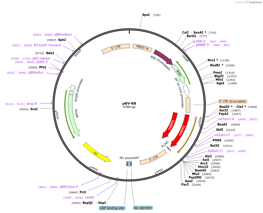 106374-plasmid-map-sequence-id-203918