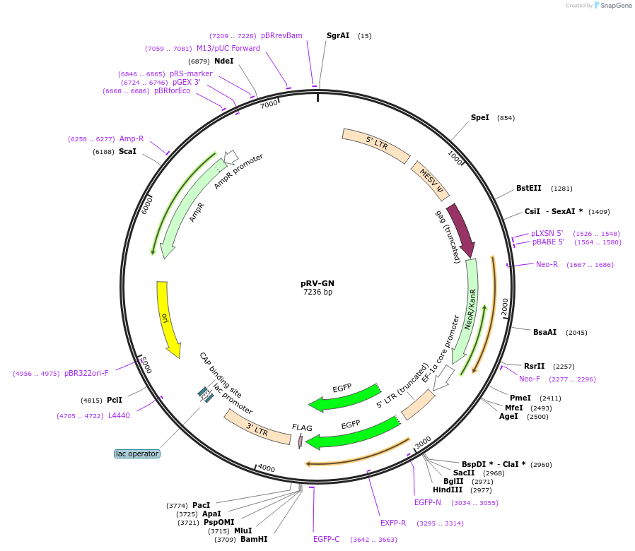 106373-plasmid-map-sequence-id-203919