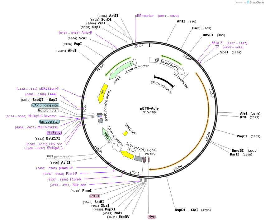 70765-plasmid-map-sequence-id-203965