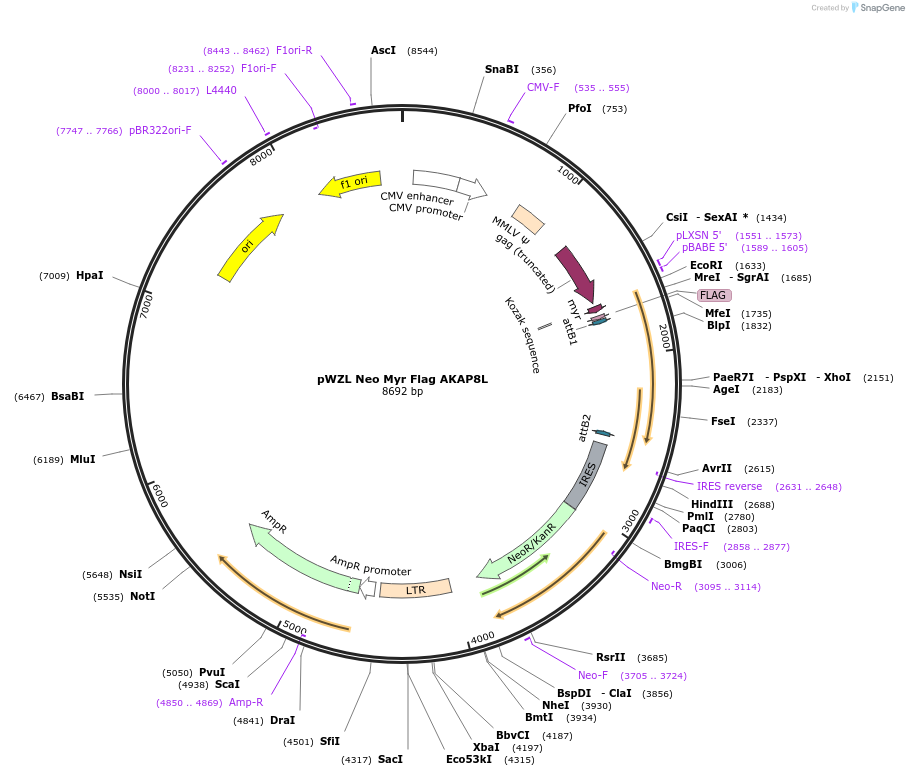 20481-plasmid-map-sequence-id-203982