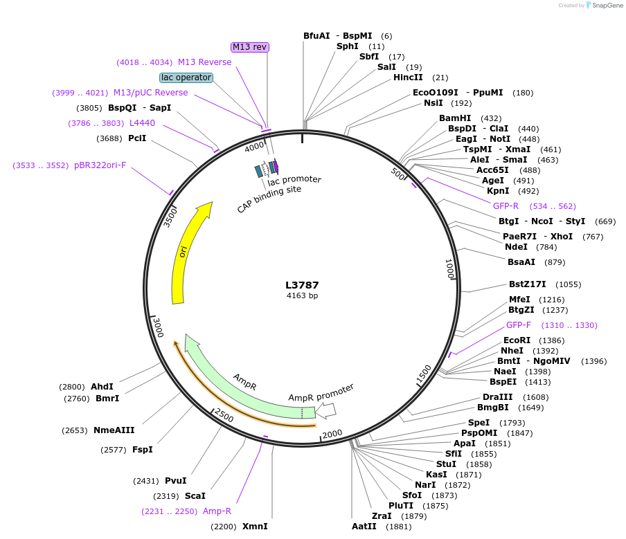 1594-plasmid-map-sequence-id-204
