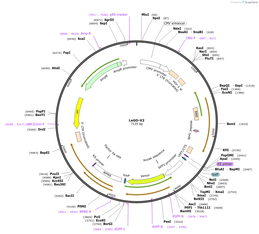 27340-plasmid-map-sequence-id-204009
