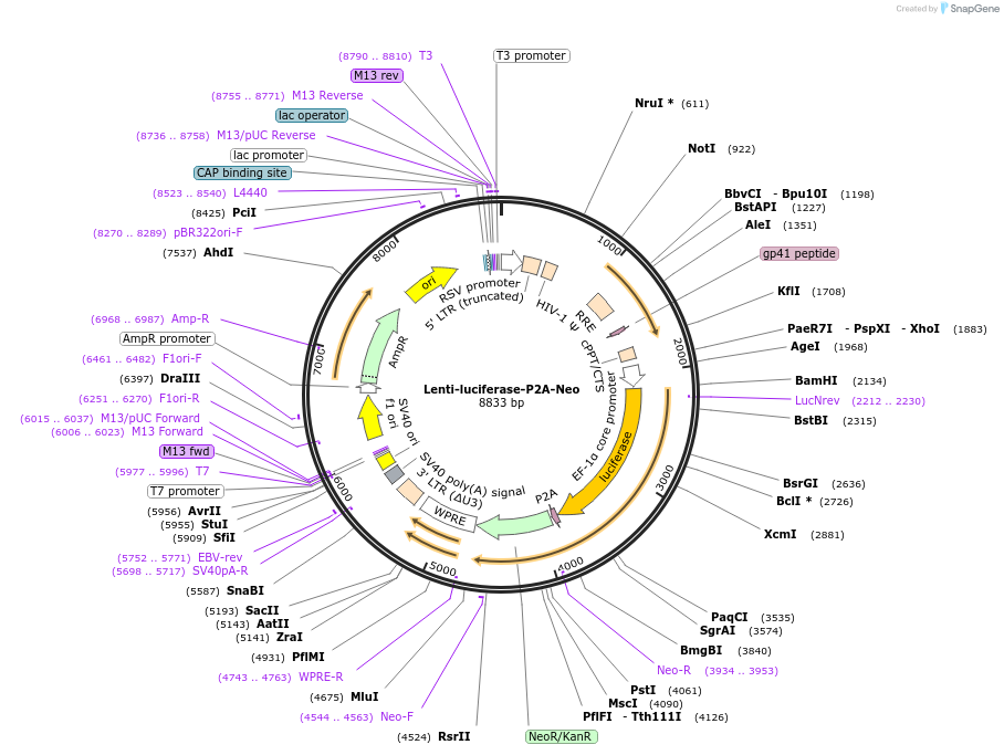 105621-plasmid-map-sequence-id-204079