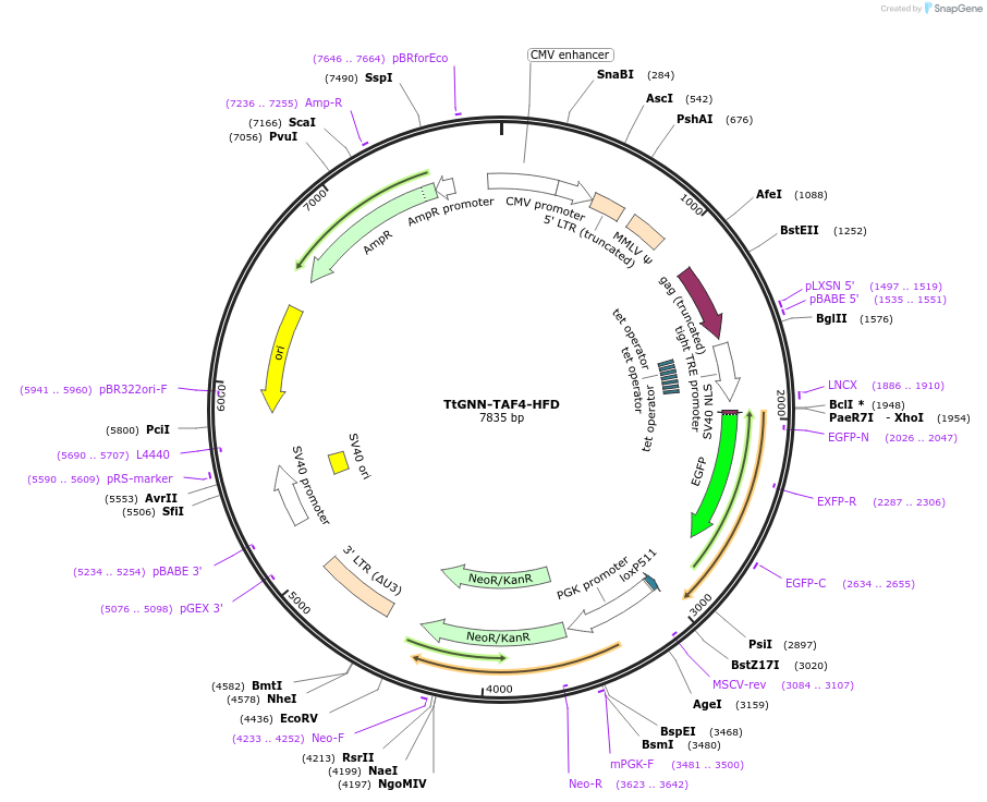 106381-plasmid-map-sequence-id-204084