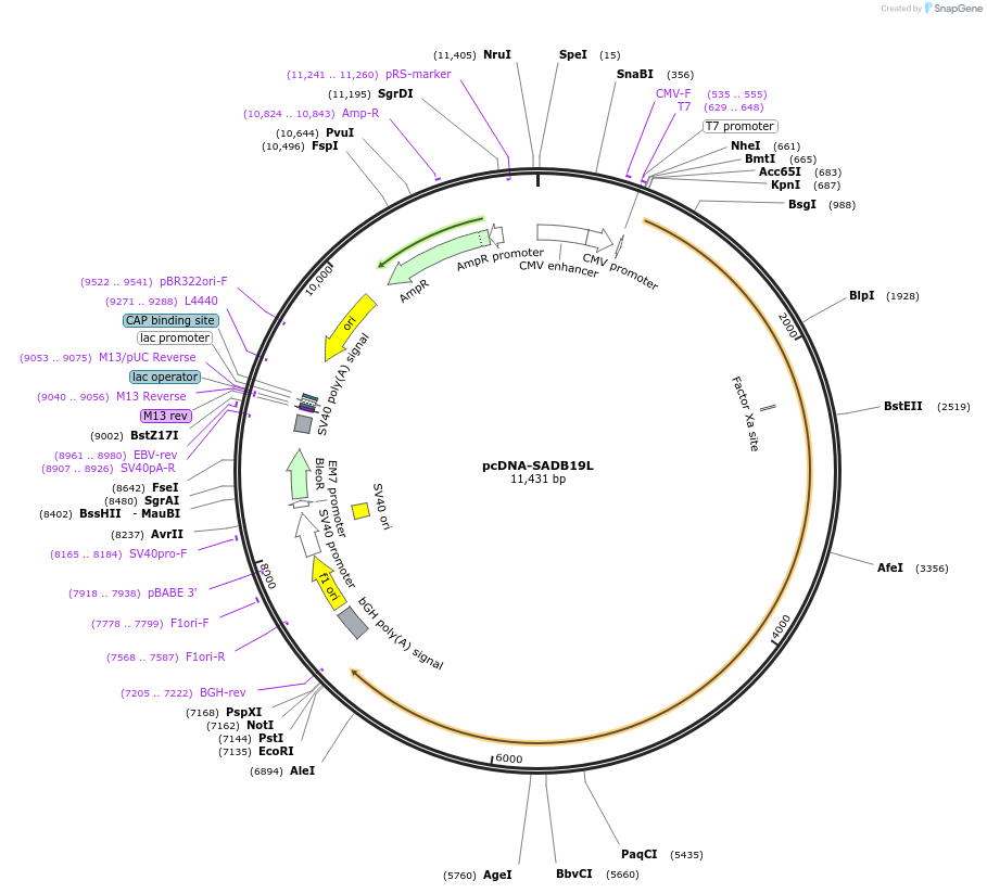 32632-plasmid-map-sequence-id-204098