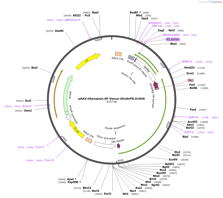 106177-plasmid-map-sequence-id-204111