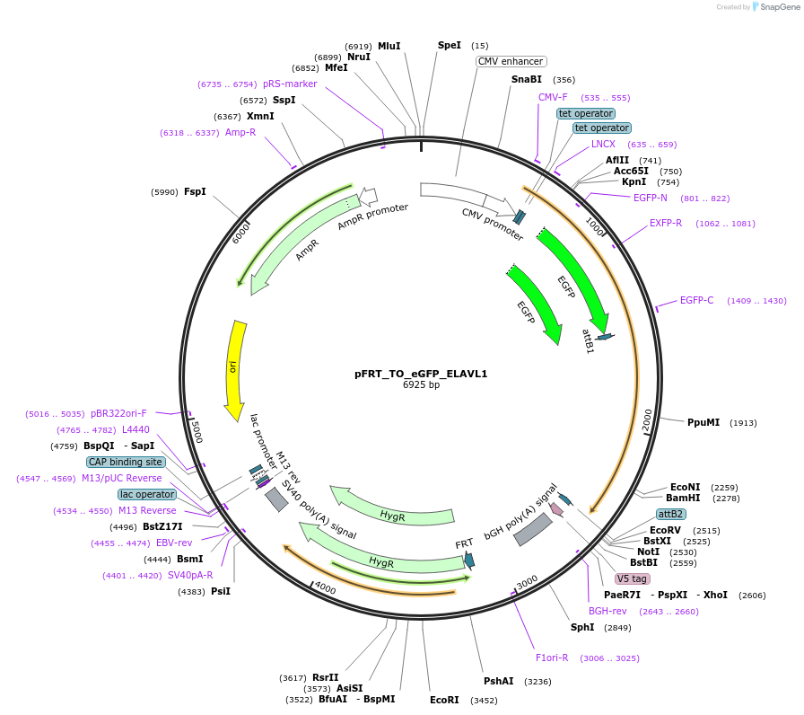 106105-plasmid-map-sequence-id-204135
