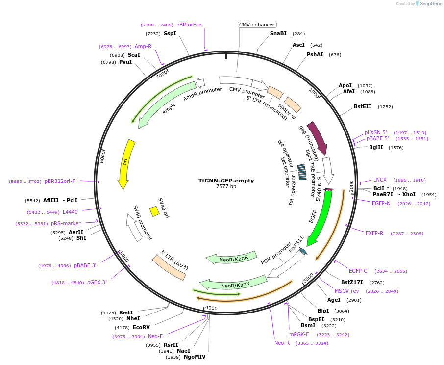 106380-plasmid-map-sequence-id-204137