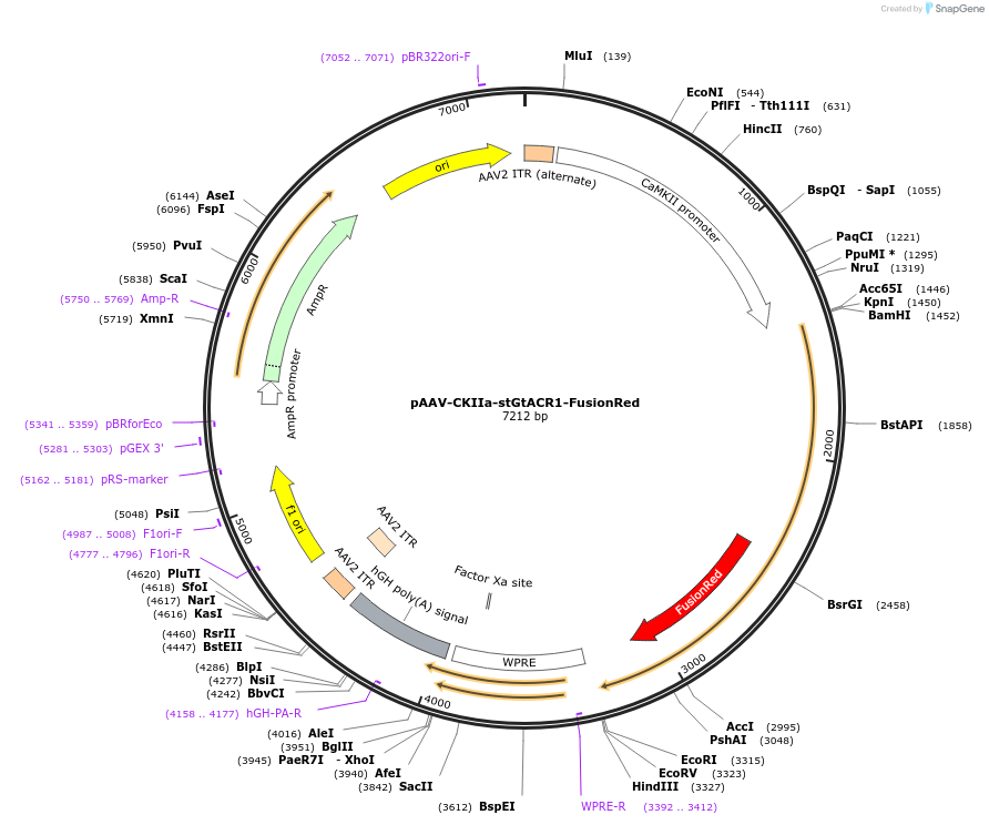 105679-plasmid-map-sequence-id-204143