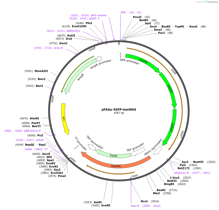 105148-plasmid-map-sequence-id-204147