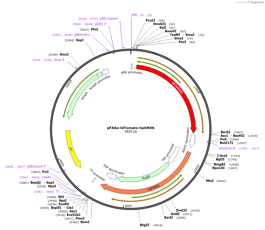 105157-plasmid-map-sequence-id-204151