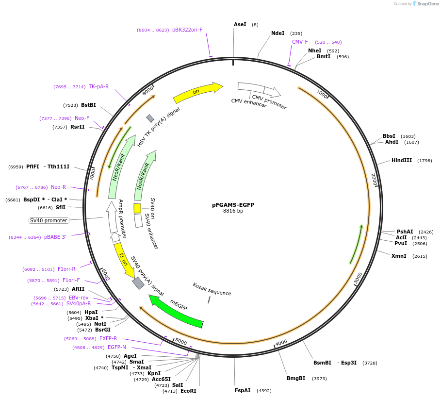99107-plasmid-map-sequence-id-204155