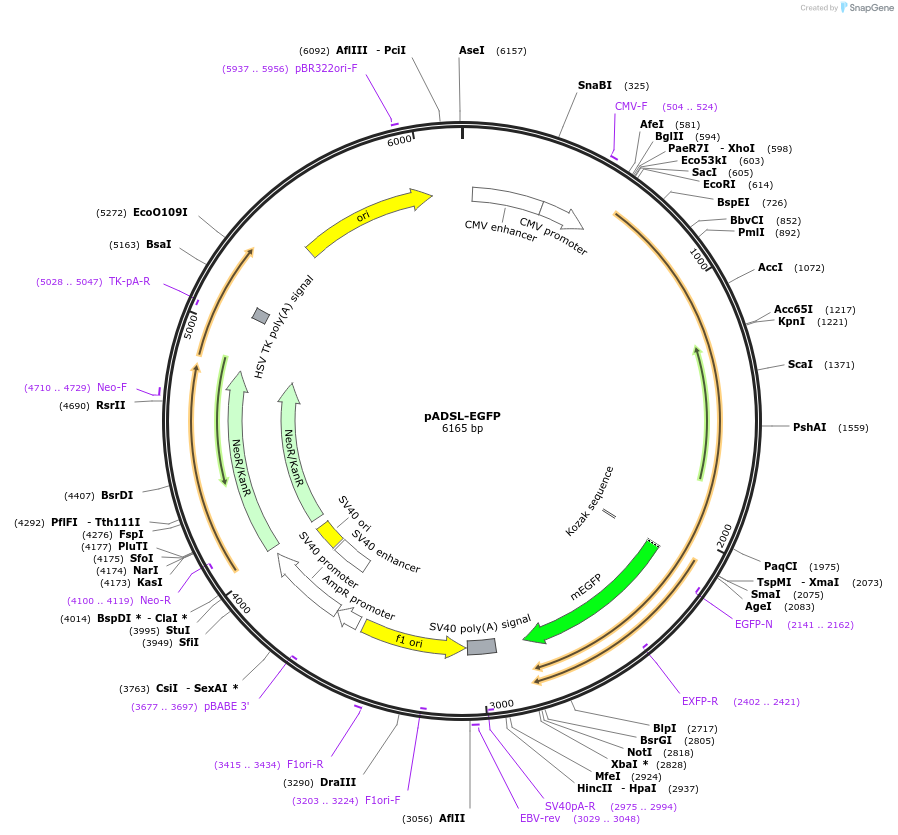 99109-plasmid-map-sequence-id-204159