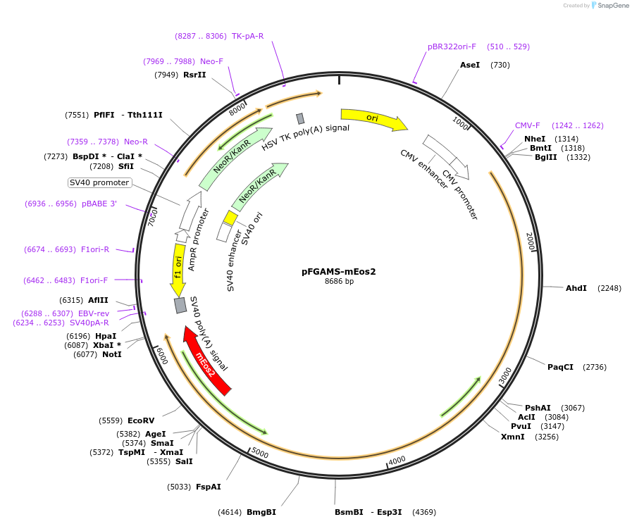 105128-plasmid-map-sequence-id-204163