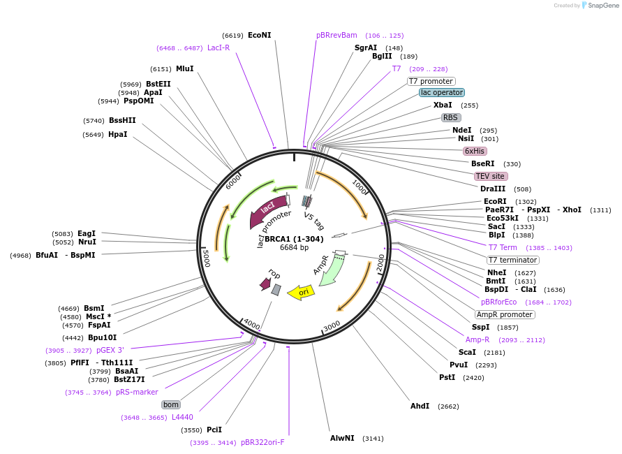 12645-plasmid-map-sequence-id-204178
