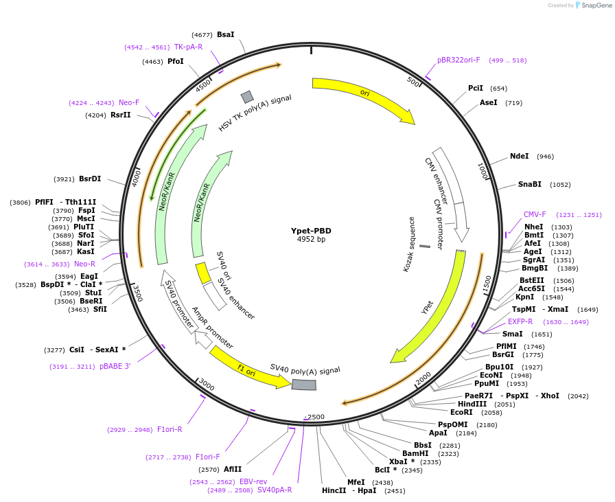 105290-plasmid-map-sequence-id-204184