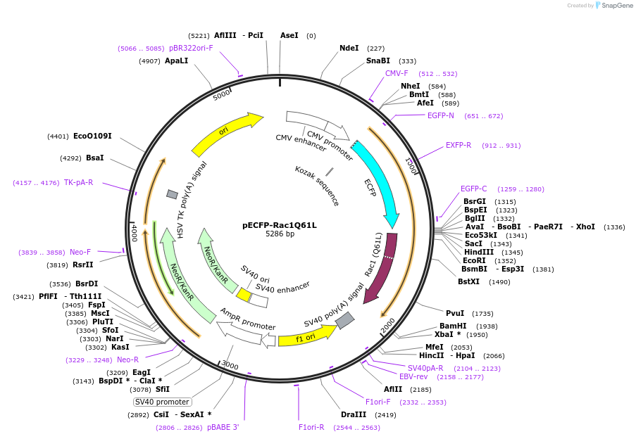 105292-plasmid-map-sequence-id-204188