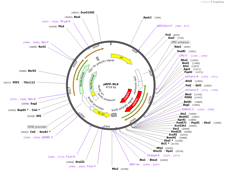 105296-plasmid-map-sequence-id-204201