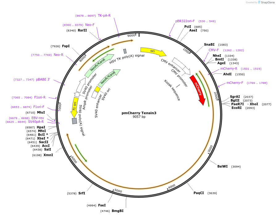 105301-plasmid-map-sequence-id-204205