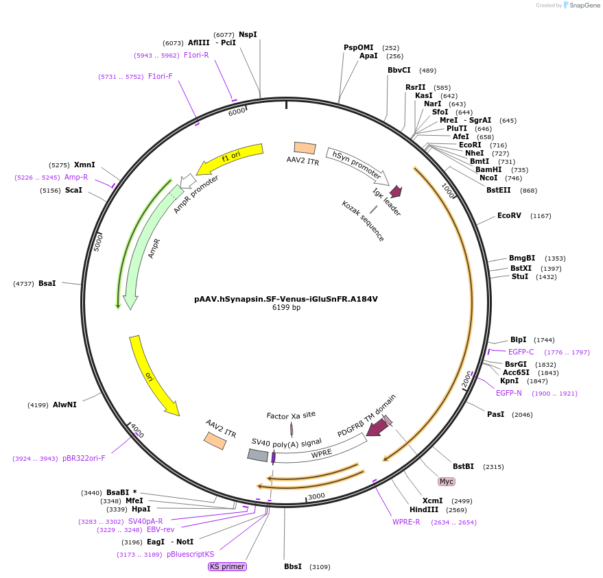 106178-plasmid-map-sequence-id-204208