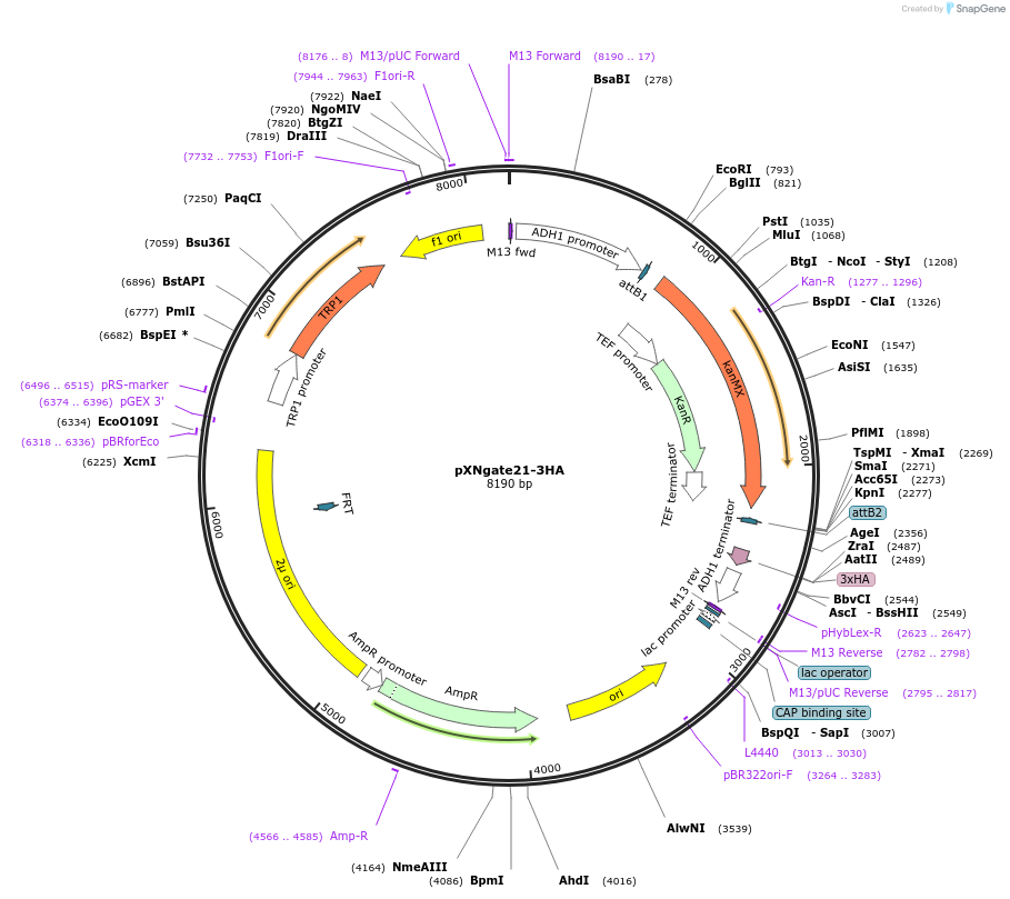 105078-plasmid-map-sequence-id-204210