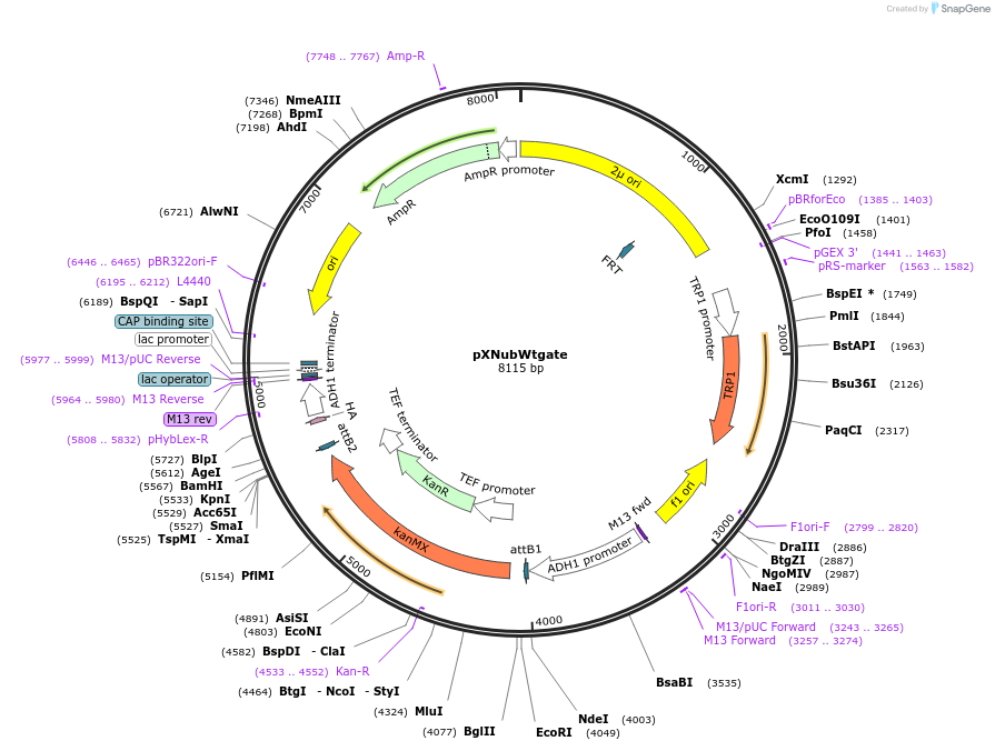 105080-plasmid-map-sequence-id-204212