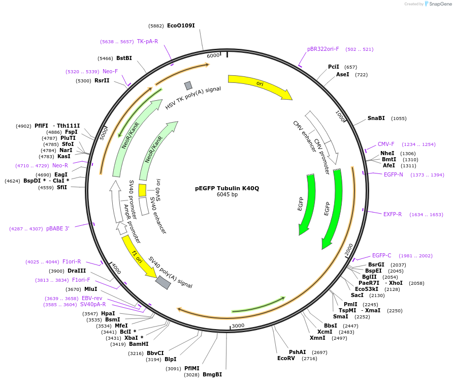 105302-plasmid-map-sequence-id-204215
