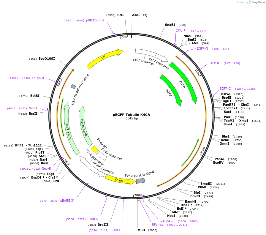 105304-plasmid-map-sequence-id-204220