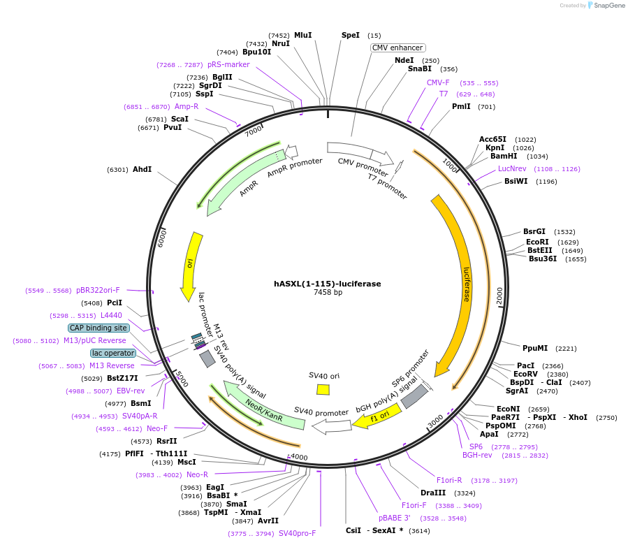 106427-plasmid-map-sequence-id-204230