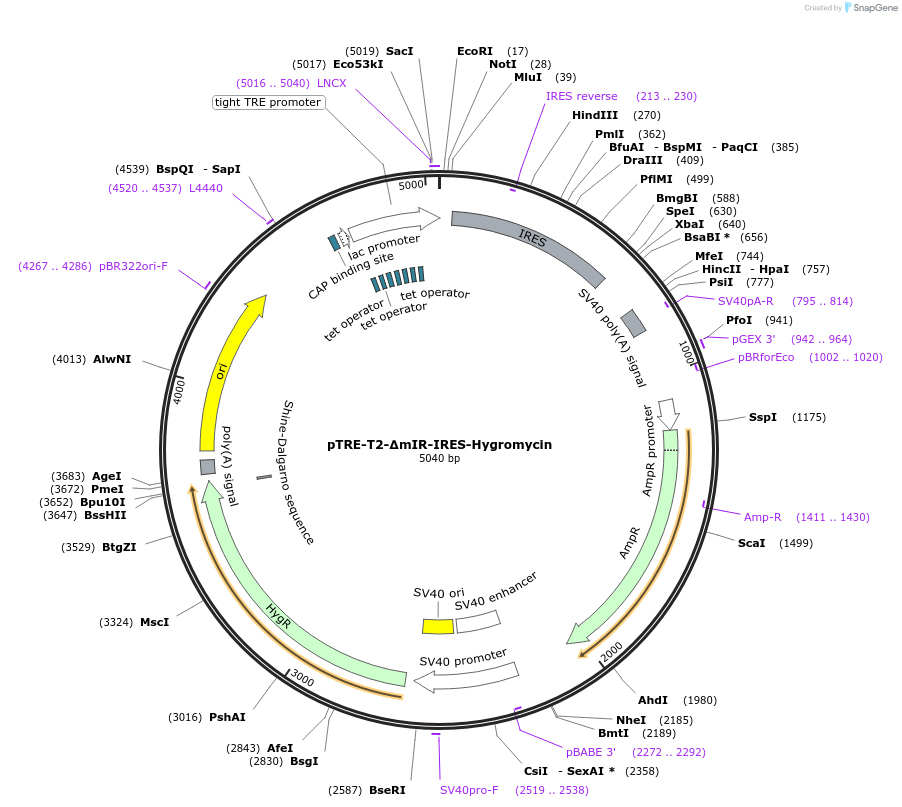 105169-plasmid-map-sequence-id-204231