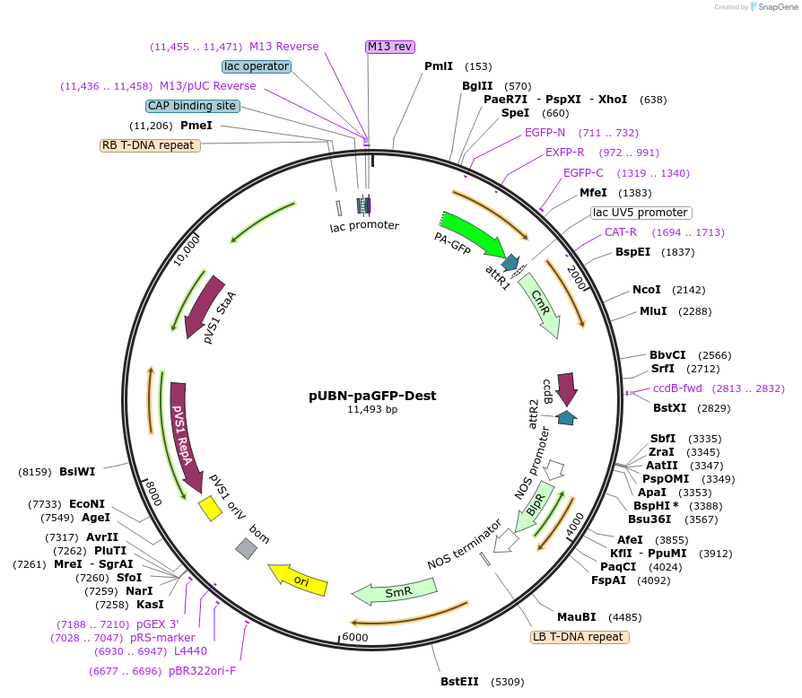 105108-plasmid-map-sequence-id-204235