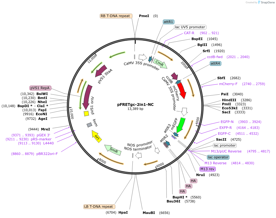 105121-plasmid-map-sequence-id-204246