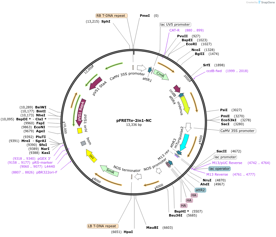 105122-plasmid-map-sequence-id-204248